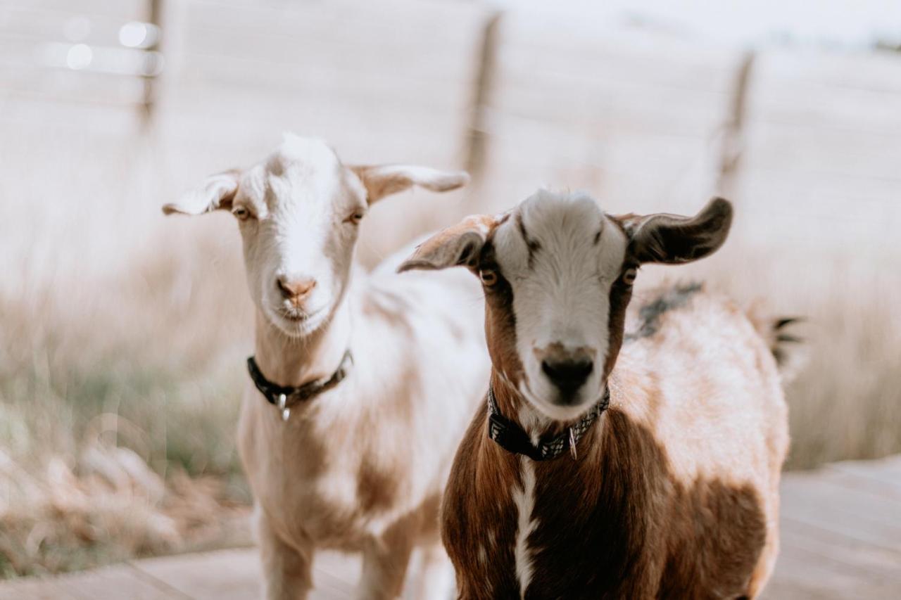 Belmont Homestead Swansea Ngoại thất bức ảnh